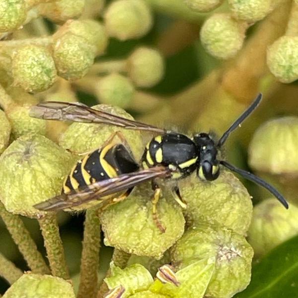 <h3>Vespula vulgaris / Common wasp / Gewone wesp</h3>